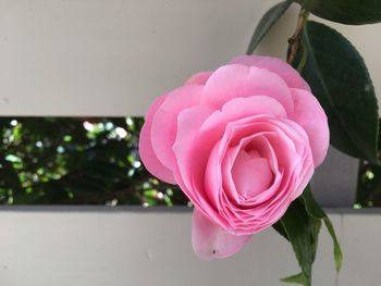 Close-up of pink rose