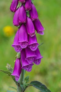 Close-up of purple flowers blooming