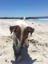 Portrait of horse on beach against clear sky