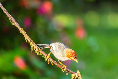 Close-up of a bird perching on plant