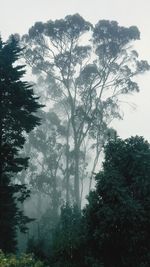 Low angle view of trees in forest against sky