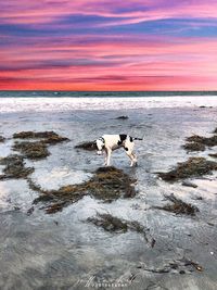 Dog on beach