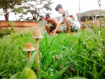 Mushroom in grass