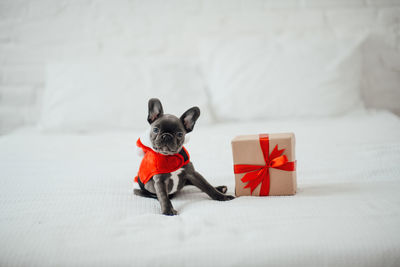 Portrait of dog on bed at home