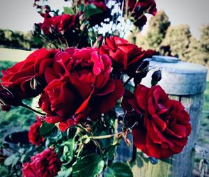 Close-up of red roses