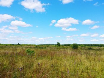 Scenic view of field against sky