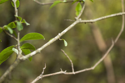 Close-up of fresh green plant