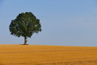 Tree on field against clear sky