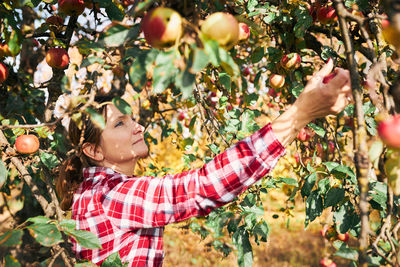 Woman picking ripe apples on farm. farmer grabbing apples from tree in orchard. fresh healthy fruits