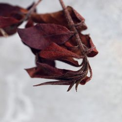 Close-up of dried dry leaves