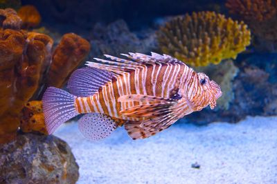 Close-up of fish swimming in sea