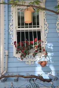 Low angle view of potted plant on window of building