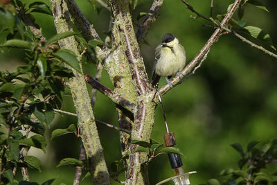 Bird perching on a tree