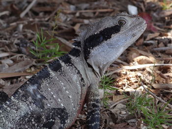 Close-up of lizard on land