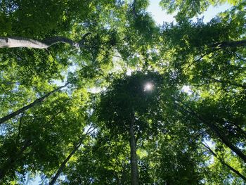 Low angle view of sunlight streaming through trees in forest