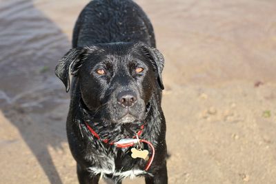 Close-up portrait of wet dog on beach