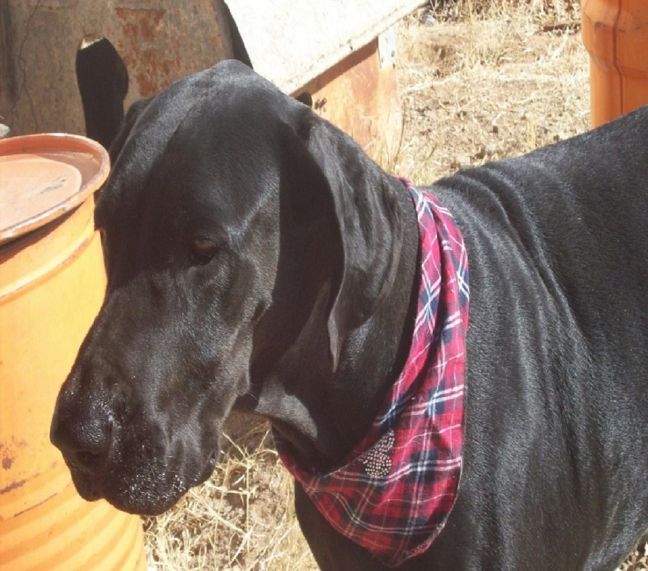 CLOSE-UP OF DOG LOOKING AT CAMERA