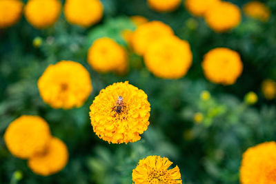 Close-up of yellow marigold flowers