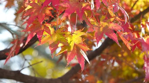 Close-up of maple leaves on tree