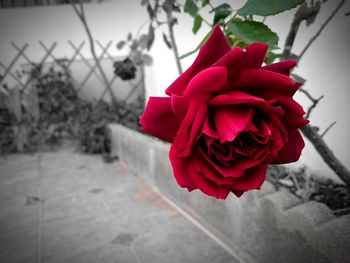 Close-up of red rose