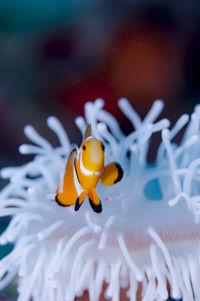 Close-up of yellow fish swimming in sea