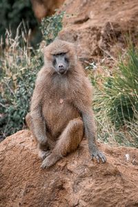 Baboon sitting outdoors
