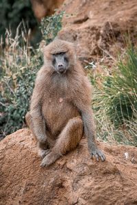 Lion sitting outdoors