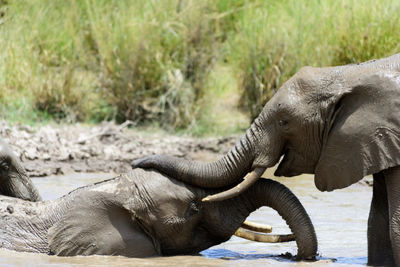 Elephants mudbathing in lake at forest