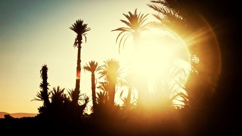 Sun shining through trees