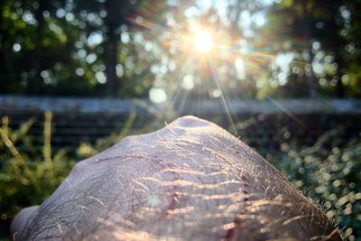 Sun shining through trees