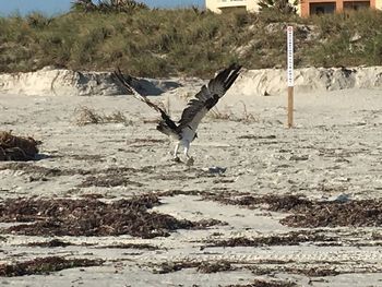 Bird on sand at beach