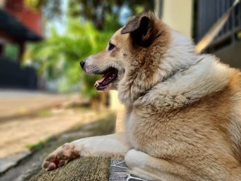 Close-up of a dog looking away