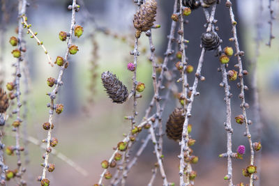 Detail of weeping european larch with growth of new pink and green cones and older brown cones