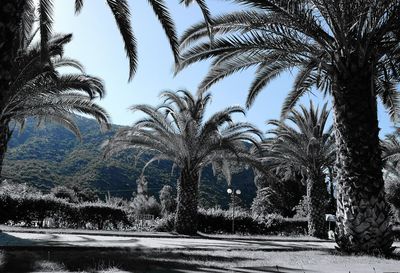 Palm trees against clear sky