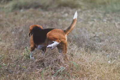 Side view of dog standing on field