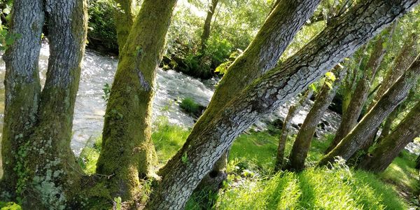 Scenic view of trees growing in forest