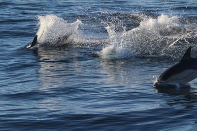 Low section of ducks on sea