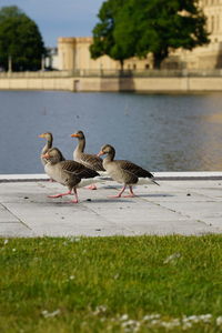 Birds perching on a lake