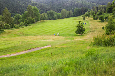 Scenic view of grassy field