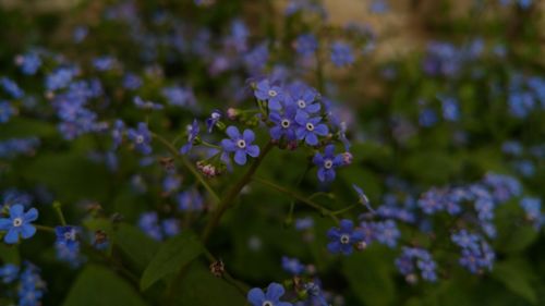 Close-up of insect on purple flowers