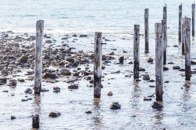 View of birds on wooden post