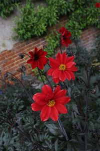 Close-up of red flowers blooming outdoors