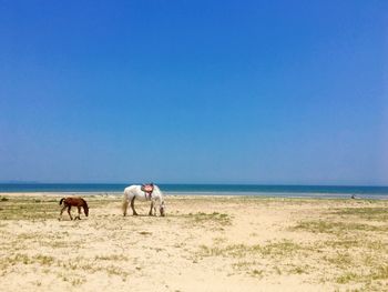 Horses on beach against clear blue sky