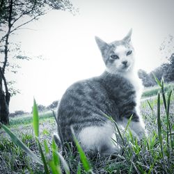 Cat sitting on grass