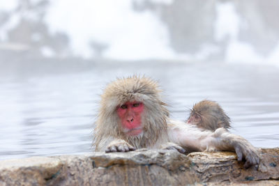 Monkeys in hot spring