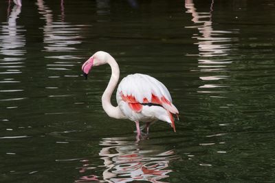 Close-up of swan on lake