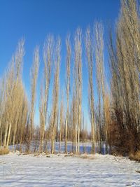 Panoramic shot of trees on field against sky during winter