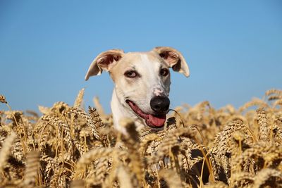 Portrait of dog on field against sky