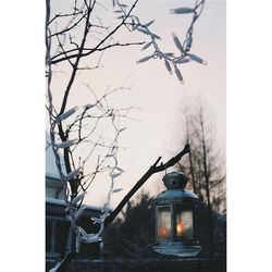 Low angle view of bare trees