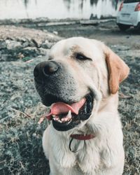 Close-up of dog looking away